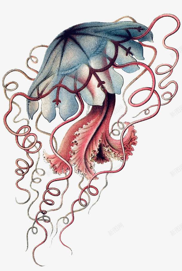 创意水母png免抠素材_新图网 https://ixintu.com 卡通水母 手绘水母 海洋 生物 红色水母