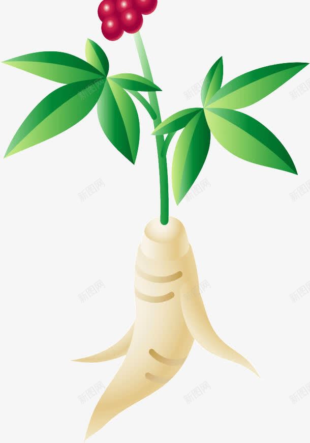 新鲜的参png免抠素材_新图网 https://ixintu.com 参 叶子 新鲜 植物
