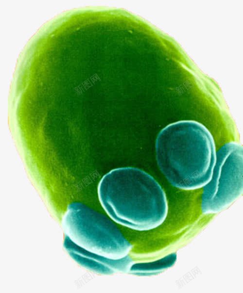 酵母菌png免抠素材_新图网 https://ixintu.com 微生物 显微镜下实物 酵母菌