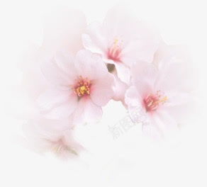 粉色唯美花朵装饰美景png免抠素材_新图网 https://ixintu.com 粉色 美景 花朵 装饰