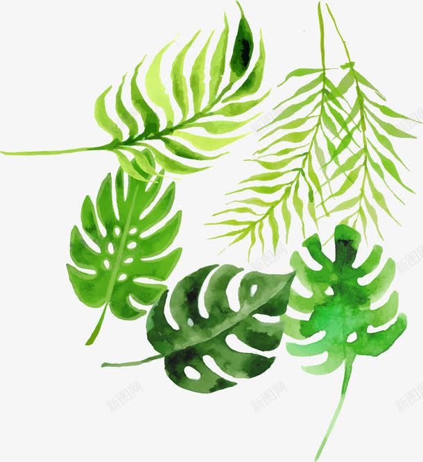 水彩手绘植物装饰图案png免抠素材_新图网 https://ixintu.com 卡通树叶装饰 大叶 大叶植物 大树叶芭蕉树 树木装饰图 水彩手绘植物