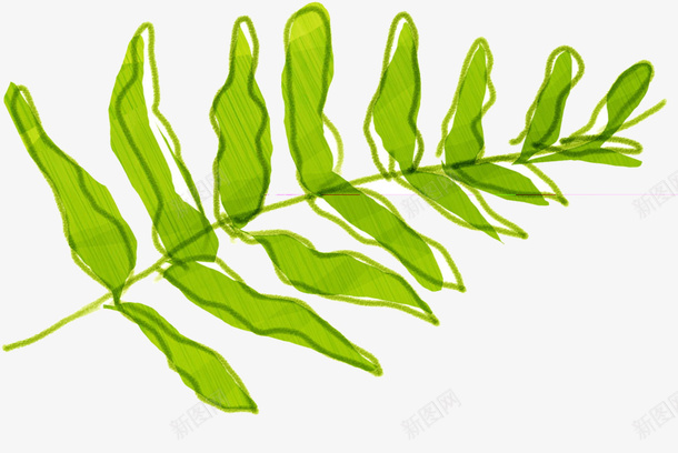 绿色草叶子png免抠素材_新图网 https://ixintu.com 插画 植物 艺术 野草叶子
