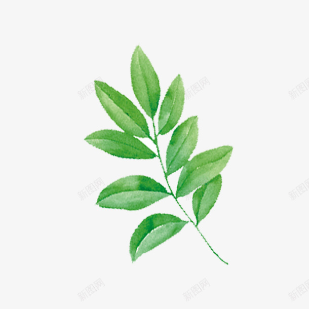 手绘水彩绿色装饰树叶png免抠素材_新图网 https://ixintu.com 树叶 水彩 水彩树叶 绿色 绿色树叶 装饰