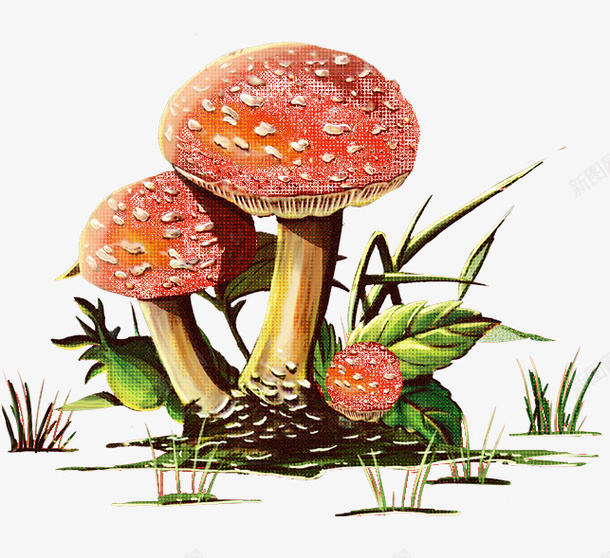 手绘蘑菇叶子小草png免抠素材_新图网 https://ixintu.com 叶子 小草 手绘蘑菇