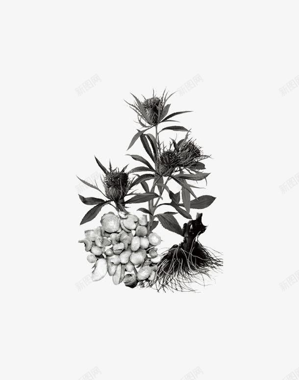 白术png免抠素材_新图网 https://ixintu.com 植物 草药 药材