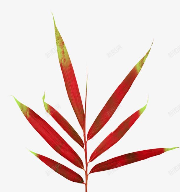 红色细长草叶海报背景png免抠素材_新图网 https://ixintu.com 海报 红色 细长 背景 草叶