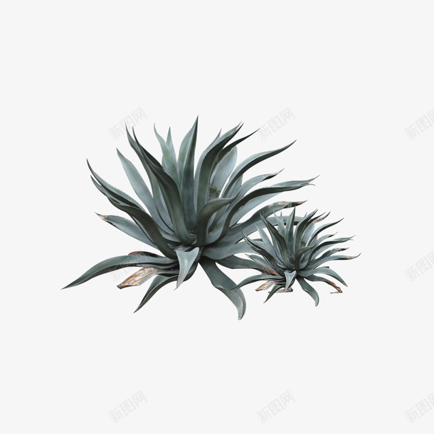 植物png免抠素材_新图网 https://ixintu.com 植物 素材 绿色 虎尾兰 虎皮兰