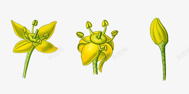 手绘黄色的花png免抠素材_新图网 https://ixintu.com 手绘 花 花朵 花苞