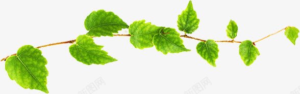 创意合成绿色的植物树叶png免抠素材_新图网 https://ixintu.com 创意 合成 树叶 植物 绿色 设计