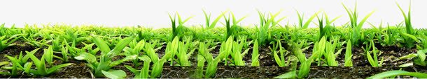 摄影绿色春天草地png免抠素材_新图网 https://ixintu.com 摄影 春天 绿色 草地