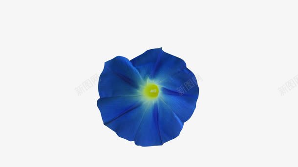 蓝色小花png免抠素材_新图网 https://ixintu.com 孤零 牵牛花 蓝色花朵