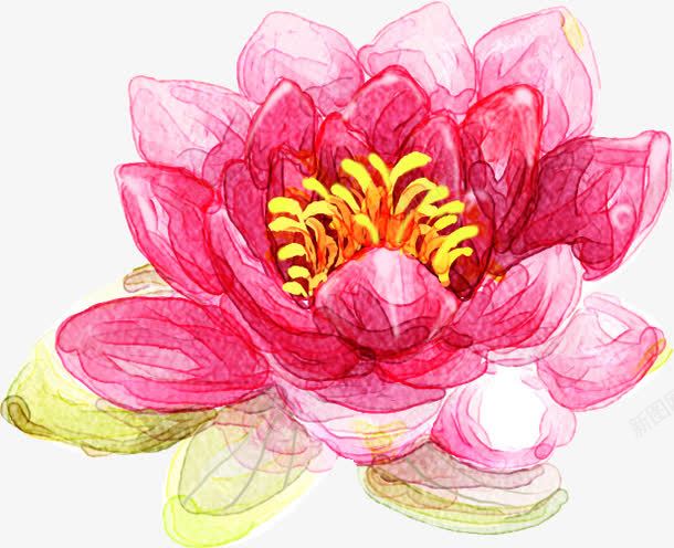 手绘粉色水彩荷花装饰png免抠素材_新图网 https://ixintu.com 水彩 粉色 荷花 装饰