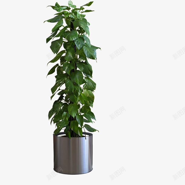 绿色植物室内盆景png免抠素材_新图网 https://ixintu.com 植物 盆景 盆栽 绿色