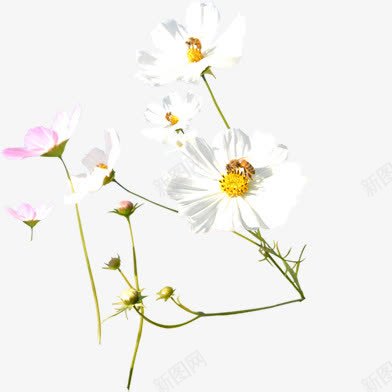 白粉色路边装饰花朵png免抠素材_新图网 https://ixintu.com 粉色 花朵 装饰 路边