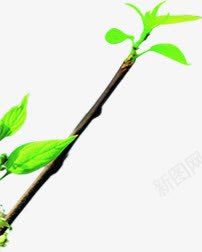 卡通树枝植物绿色叶子png免抠素材_新图网 https://ixintu.com 卡通 叶子 树枝 植物 绿色