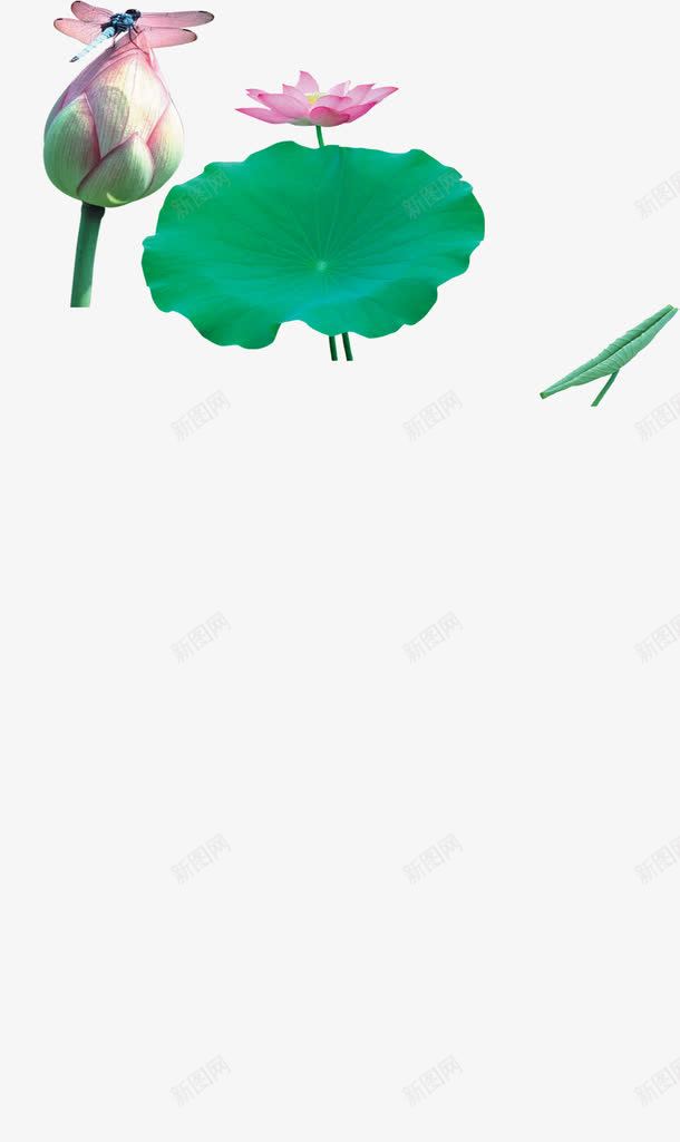 摄影池塘上的荷花蜻蜓png免抠素材_新图网 https://ixintu.com 摄影 池塘 荷花 蜻蜓