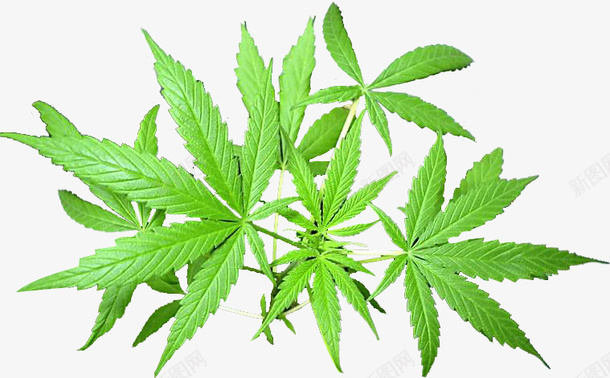 火麻绿色植物png免抠素材_新图网 https://ixintu.com 植物 火麻 火麻油 绿色