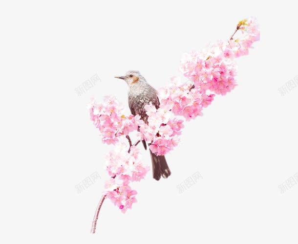 杜鹃花之上的鸟png免抠素材_新图网 https://ixintu.com 动物 卡通杜鹃花 手绘 鸟