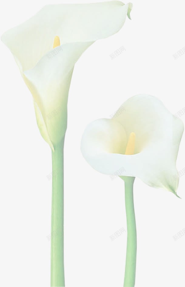 手绘白色马蹄莲花朵png免抠素材_新图网 https://ixintu.com 白色 花朵 马蹄莲