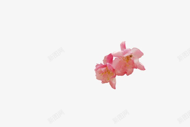 小朵的桃花装饰png免抠素材_新图网 https://ixintu.com 小朵 桃花 装饰