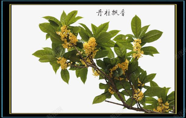 把桂花加以神化png免抠素材_新图网 https://ixintu.com 中秋桂花 吟诗填词 来描绘它 许多 诗人 颂扬它