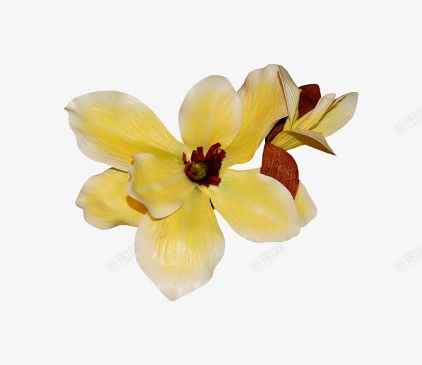 栀子花装饰花艺png免抠素材_新图网 https://ixintu.com 栀子花 白色 花艺 装饰