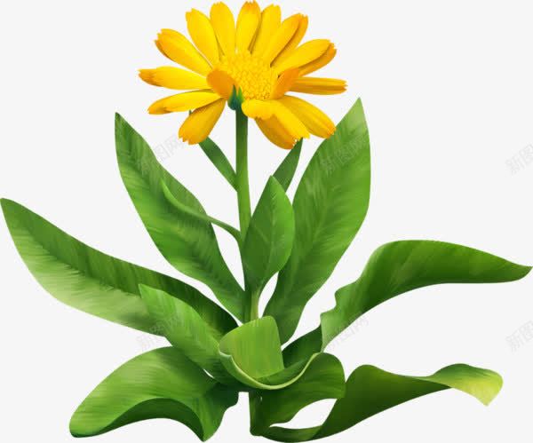 手绘黄色雏菊png免抠素材_新图网 https://ixintu.com 手绘 雏菊 鲜花 黄色