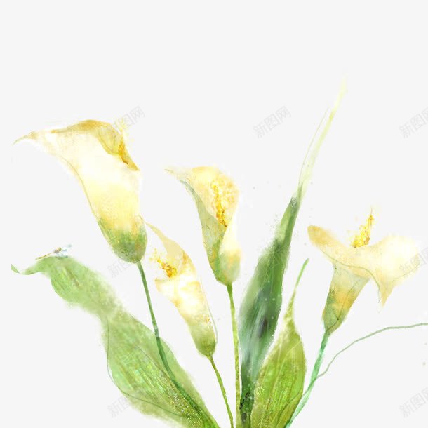 手绘画植物png免抠素材_新图网 https://ixintu.com 作品 手绘画 植物 绘画 花