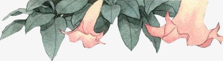 粉色牵牛花png免抠素材_新图网 https://ixintu.com 牵牛花 粉色 花卉