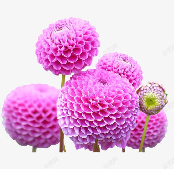 紫色梦幻花苞花朵装饰图案png免抠素材_新图网 https://ixintu.com 免抠PNG 梦幻 紫色 花苞 装饰图案