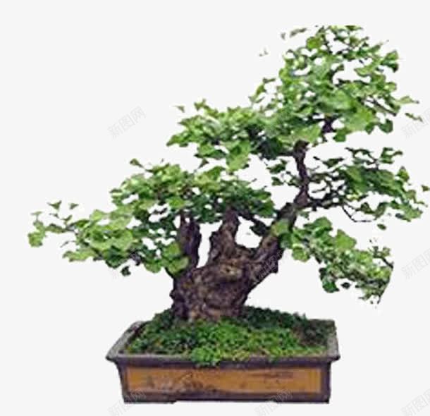 花坛png免抠素材_新图网 https://ixintu.com 树干 树木 花坛