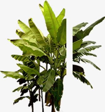 绿色大叶植物美景效果png免抠素材_新图网 https://ixintu.com 效果 植物 绿色 美景