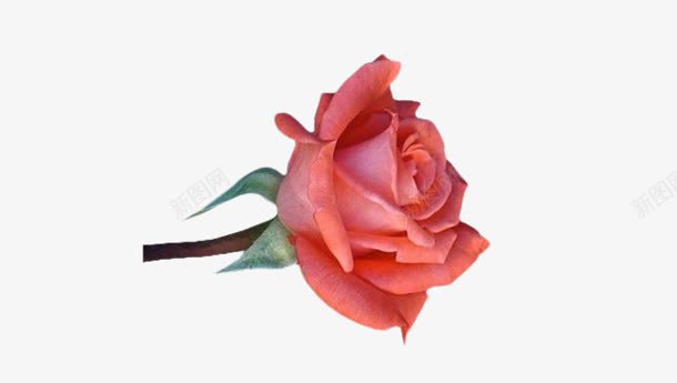 玫瑰花小朵玫瑰花png免抠素材_新图网 https://ixintu.com 小朵 玫瑰花