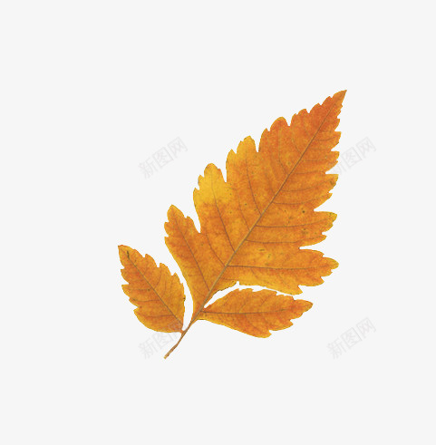 黄色枯黄树叶png免抠素材_新图网 https://ixintu.com 免费文艺素材 枯黄 树叶 黄色