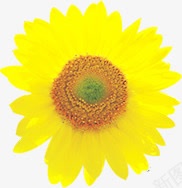 黄色卡通唯美梦幻花朵png免抠素材_新图网 https://ixintu.com 卡通 梦幻 花朵 黄色