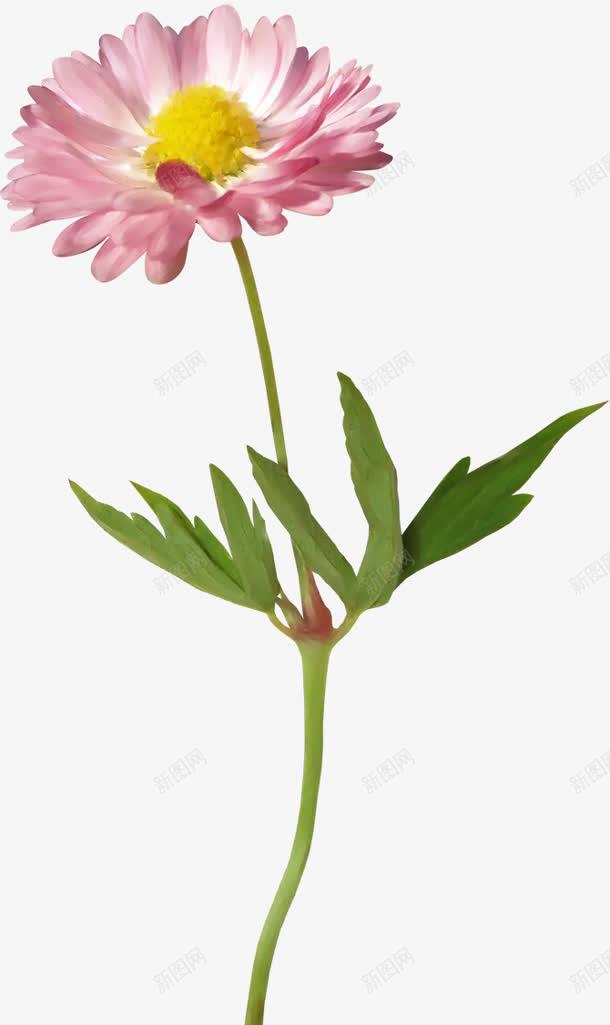 红色花朵花瓣黄色花蕊png免抠素材_新图网 https://ixintu.com 红色 花朵 花瓣 花蕊 黄色