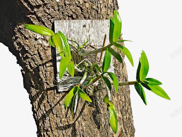 树干上的野草png免抠素材_新图网 https://ixintu.com 杂草 树干 树枝 植物 野草