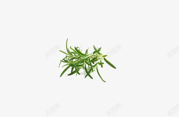 草药药植物中药png免抠素材_新图网 https://ixintu.com 中药 植物 草药 药