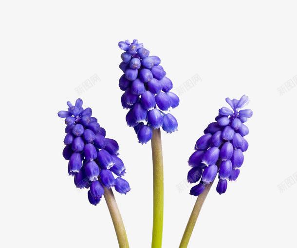 薰衣草花絮png免抠素材_新图网 https://ixintu.com 花卉 花朵 花絮 薰衣草