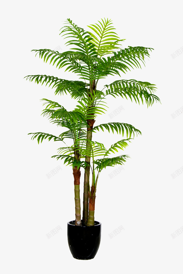 绿植风景树盆栽png免抠素材_新图网 https://ixintu.com 盆景 盆栽 绿植 风景树 高大风景树