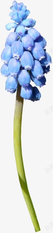 花卉png免抠素材_新图网 https://ixintu.com 水彩 花卉 花朵 蓝花 鲜花
