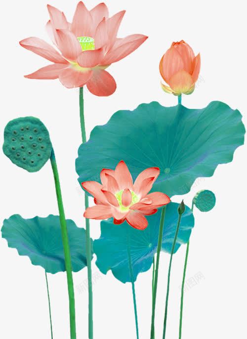 粉色中国风荷花装饰图案png免抠素材_新图网 https://ixintu.com 中国风 免抠PNG 粉色 荷花 装饰图案