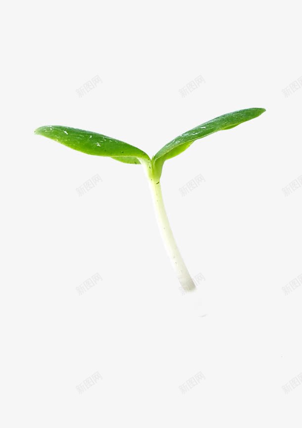 发芽的植物png免抠素材_新图网 https://ixintu.com 发芽 植物 绿叶