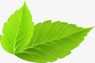脉络清晰树叶绿色植物png免抠素材_新图网 https://ixintu.com 树叶 植物 清新 绿色 脉络清晰