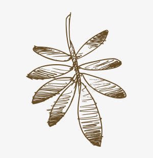 手绘斑驳叶花棕色的大png免抠素材_新图网 https://ixintu.com 叶花棕色的大 手绘 斑驳