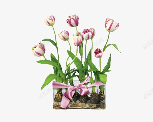 漂亮水仙花png免抠素材_新图网 https://ixintu.com 植物 水仙花 漂亮