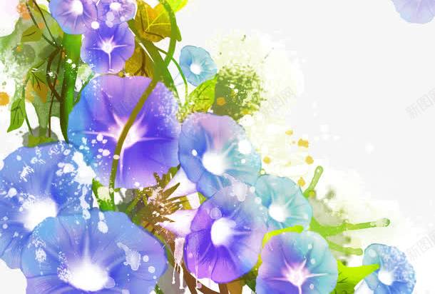 牵牛花装饰png免抠素材_新图网 https://ixintu.com 漂亮 牵牛花 装饰