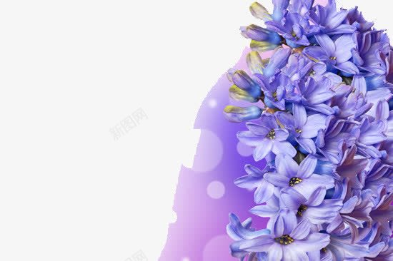 花朵边框png免抠素材_新图网 https://ixintu.com 植物 花叶 花朵 边框