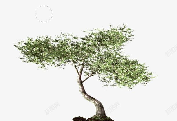 发芽树苗png免抠素材_新图网 https://ixintu.com 树苗 绿色 设计 透明