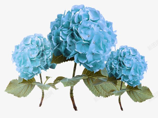 蓝色绣球花png免抠素材_新图网 https://ixintu.com 素材 绣球花 花卉 蓝色 高清